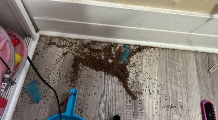 Mother begs people online for help after finding mysterious ‘coffee grounds’ in daughter’s bedroom