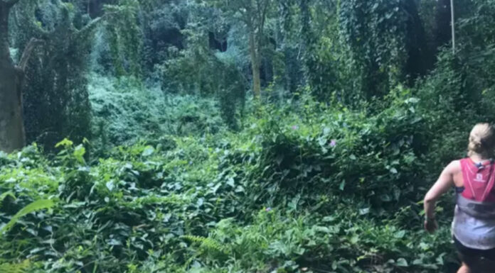 Woman snaps photo running through rainforest – later spots haunting detail in the bushes