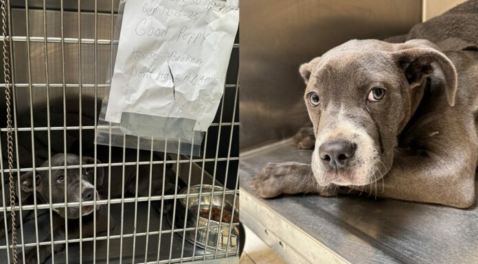 Dog abandoned outside shelter with heartbreaking note and tears in her eyes — soon she gets good news
