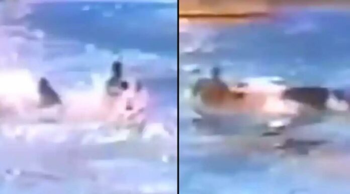 SeaWorld trainer yelled ‘my neck is broken’ after being body slammed by most dangerous orca