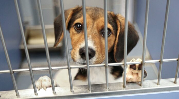 Woman leaves boyfriend’s dog at shelter while he was at work