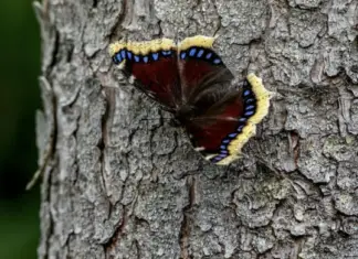 Don’t touch these if you notice them on your plants