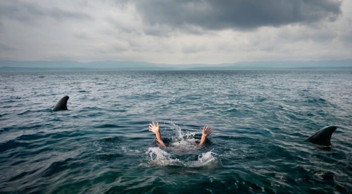 Tourists’ food attracts three sharks, leading to an attack on a young boy in the Bahamas