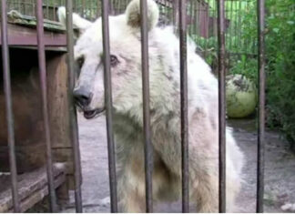 For three decades, this bear was confined in a cage – Now look her reaction when the gate finally opens
