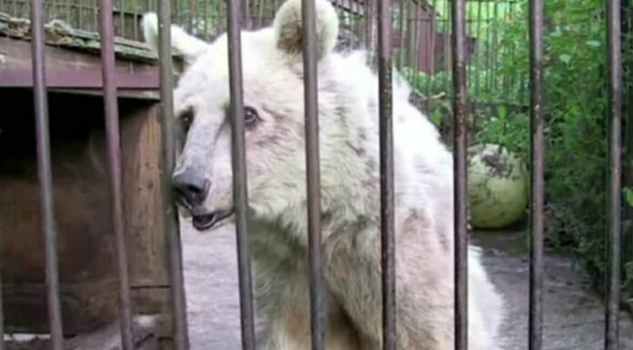For three decades, this bear was confined in a cage – Now look her reaction when the gate finally opens