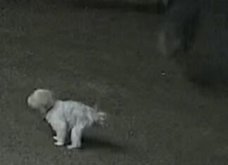 Dog saved from coyote attack by an unlikely hero