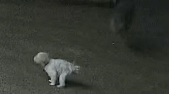Dog saved from coyote attack by an unlikely hero
