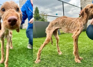Neglected dog arrives at shelter nearly starved to death — now he’s living his best life