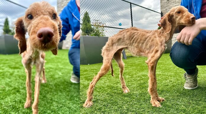 Neglected dog arrives at shelter nearly starved to death — now he’s living his best life