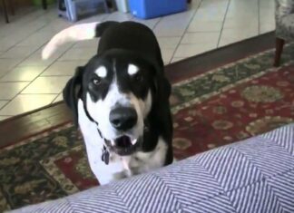 Dad tells dog he got a kitten, and the internet can’t stop laughing at dog’s reaction