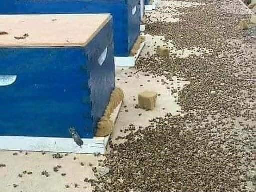 Thousands of Dead Bees Highlight the Devastating Effects of Pesticides