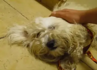 Terrified Dog Saved From Euthanasia—Watch Her Incredible Reaction