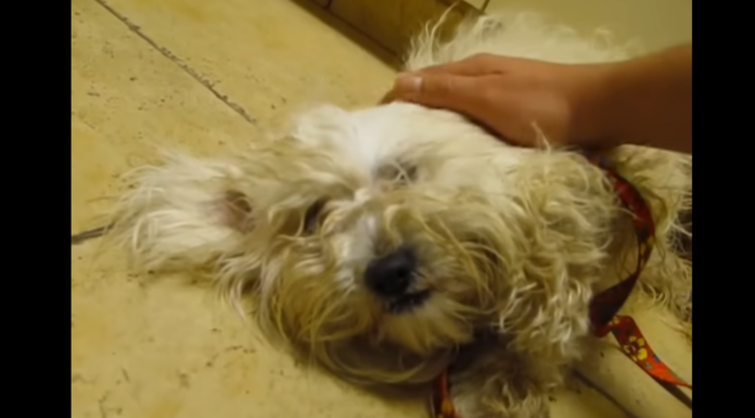 Terrified Dog Saved From Euthanasia—Watch Her Incredible Reaction