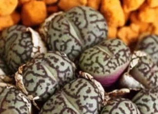 Daughter Finds Odd Eggs Under Bed, Family Makes Life-Changing Decision