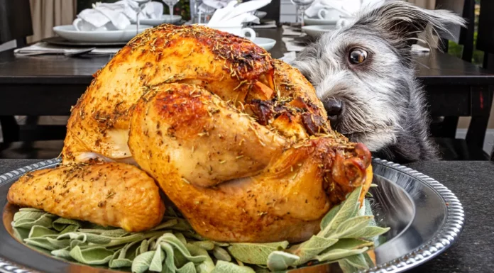 Thanksgiving turkey with a twist: Our dog wouldn’t stop barking at it so I checked it and called the police