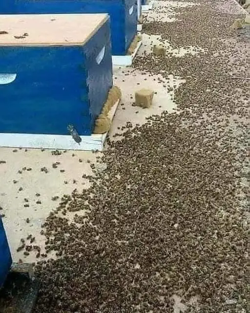 Thousands of Dead Bees