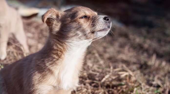 Scruffy Stray Dog Leads Rescuers to Shocking Discovery in Storm Drain!