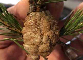 I Didn’t Realize This Was Possible! Praying Mantis Eggs in Christmas Tree