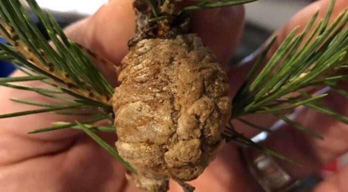I Didn’t Realize This Was Possible! Praying Mantis Eggs in Christmas Tree