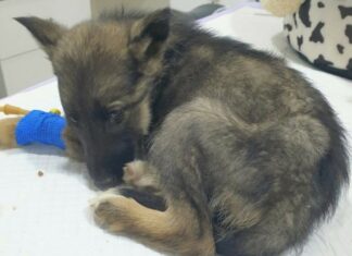 Vet Gives Puppy Death Sentence, Reaches for Needle – Then Boss Takes Look at Her Paws and Shouts Out