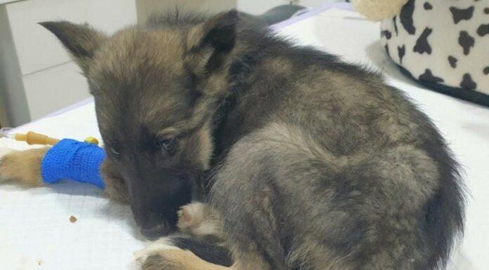 Vet Gives Puppy Death Sentence, Reaches for Needle – Then Boss Takes Look at Her Paws and Shouts Out