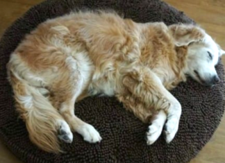 Strange Dog Plops Down In A Woman’s House With A Note On His Collar
