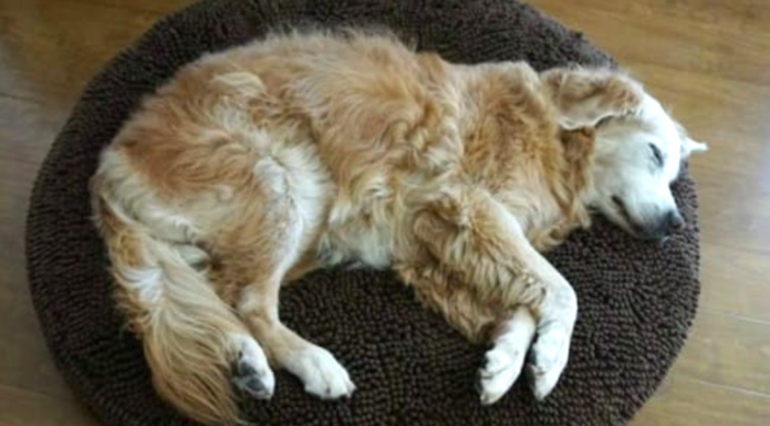 Strange Dog Plops Down In A Woman’s House With A Note On His Collar