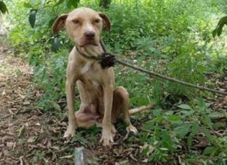 Heroic Pit Bull Tied to a Tree: A Tale of Unstoppable Love and Protection