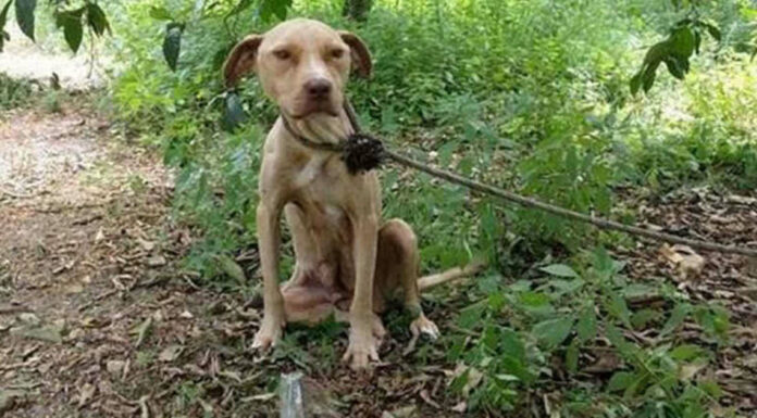 Heroic Pit Bull Tied to a Tree: A Tale of Unstoppable Love and Protection