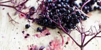 10 benefits of elderberries (boosts immunity, supports heart health, and beyond)