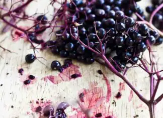 10 benefits of elderberries (boosts immunity, supports heart health, and beyond)