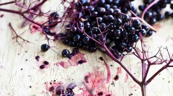 10 benefits of elderberries (boosts immunity, supports heart health, and beyond)