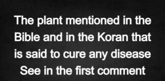 A plant mentioned in the Bible and Quran believed to cure any disease