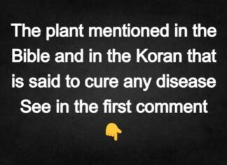 A plant mentioned in the Bible and Quran believed to cure any disease