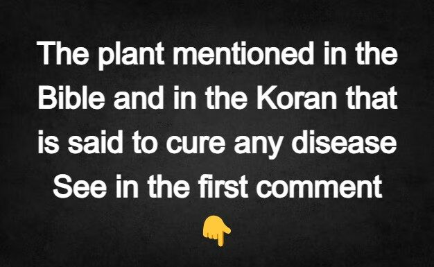 A plant mentioned in the Bible and Quran believed to cure any disease