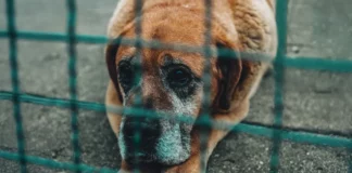 I adopted the oldest dog at the shelter, knowing she only had a month left to live