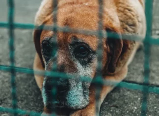 I adopted the oldest dog at the shelter, knowing she only had a month left to live