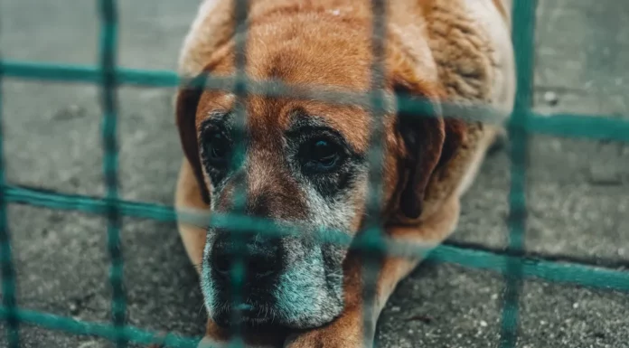 I adopted the oldest dog at the shelter, knowing she only had a month left to live
