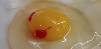 Are eggs with blood spots safe for consumption?