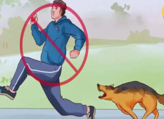 The reason dogs often chase people