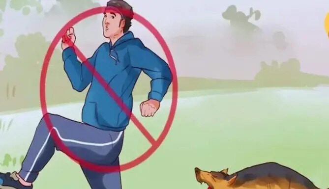 The reason dogs often chase people
