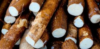 The ‘world’s deadliest food’ claims over 200 lives every year, yet nearly 500 million people still eat it