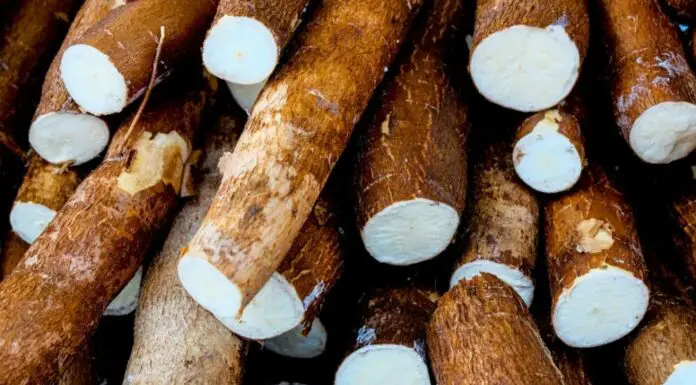 The ‘world’s deadliest food’ claims over 200 lives every year, yet nearly 500 million people still eat it