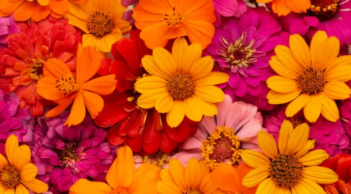 The flowers you love the most uncover hidden aspects of your personality