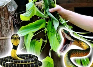 Types of plants that attract snakes