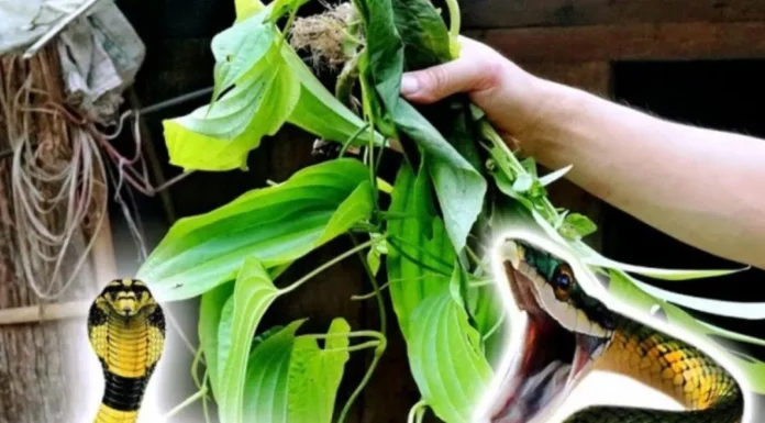 Types of plants that attract snakes