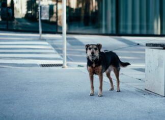 Every day, a dog visits a closed store, leading a young man to uncover the truth