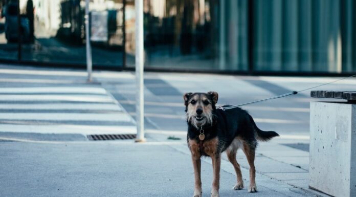 Every day, a dog visits a closed store, leading a young man to uncover the truth