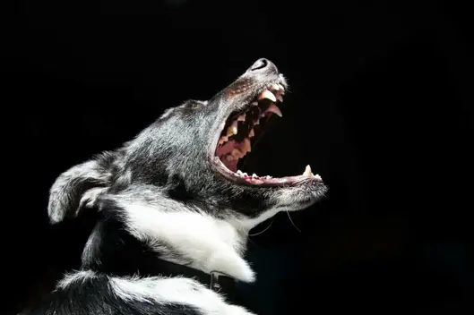 Dog’s barking at a funeral exposes an empty coffin.