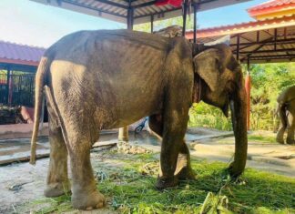 Elephant rescued after over 80 years in shackles